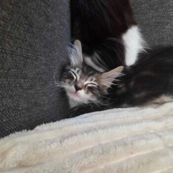 Sunfire -  Domestic Medium Hair Cat for Adoption in Lakewood, California - Sunfire | PetCurious