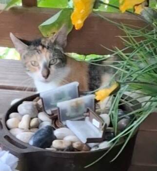 Ruby -  Domestic Short Hair Cat for Adoption in Cromwell, Kentucky - Ruby | PetCurious