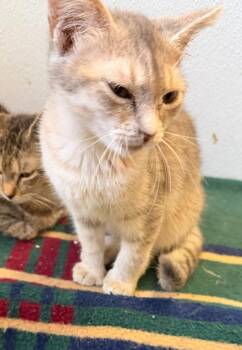 Buffy -  Domestic Short Hair Cat for Adoption in Ogdensburg, New York - Buffy | PetCurious