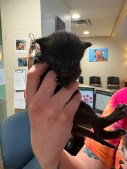 Domestic Short Hair Cats Available for Adoption in Longmont, Colorado - Naveen | PetCurious