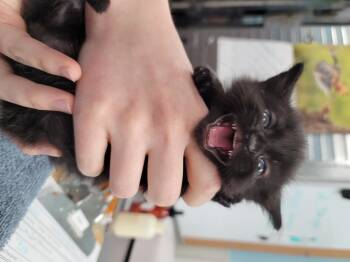 Kelly -  Domestic Short Hair Cat for Adoption in Fort Walton Beach, Florida - Kelly | PetCurious
