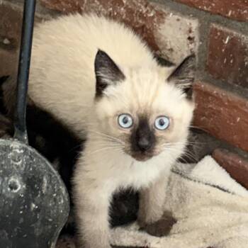 Siamese Cats Available for Adoption in Pendleton, Oregon - Zeus | PetCurious