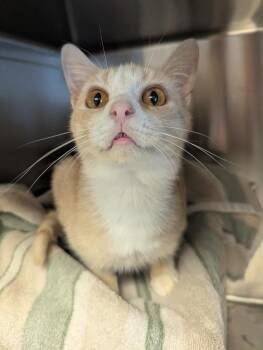 Carl -  Domestic Short Hair Cat for Adoption in Barron, Wisconsin - Carl | PetCurious
