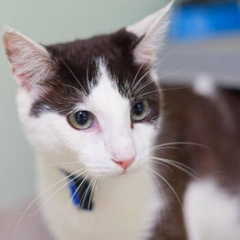 Dolby -  Domestic Short Hair Cat for Adoption in Hot Springs, Arkansas - Dolby | PetCurious