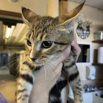 Bao -  Domestic Short Hair Cat for Adoption in Stephenville, Texas - Bao | PetCurious