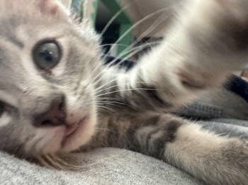 Bleu -  Domestic Short Hair Cat for Adoption in Seneca, South Carolina - Bleu | PetCurious
