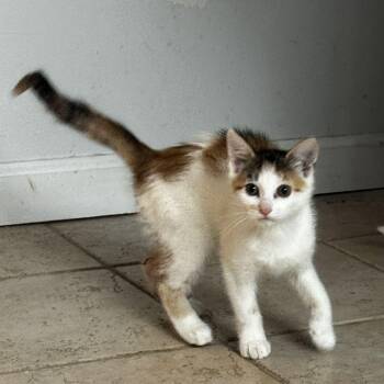 American Shorthair Cats Available for Adoption - Summer | PetCurious