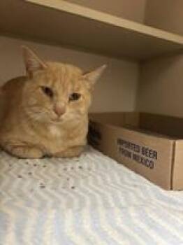Crush -  Domestic Medium Hair Cat for Adoption in Steamboat Springs, Colorado - Crush | PetCurious