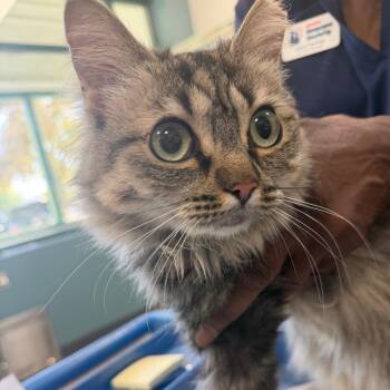 Scramble -  Domestic Medium Hair Cat for Adoption in Reno, Nevada - Scramble | PetCurious