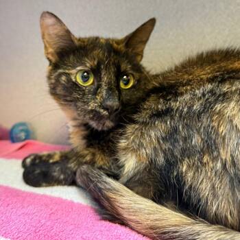 Pretty Girl -  Domestic Short Hair Cat for Adoption in Pittsburgh, Pennsylvania - Pretty Girl | PetCurious