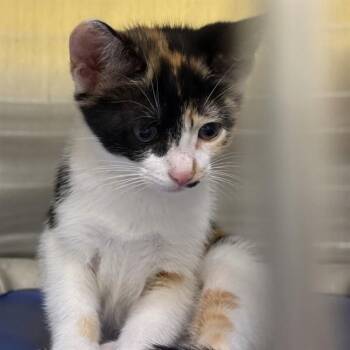 DARLA -  Domestic Short Hair Cat Available for Adoption in Alameda, California - DARLA | PetCurious