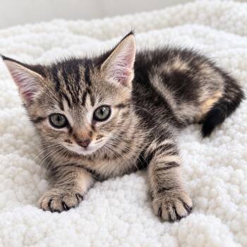 Rocky -  Domestic Short Hair Cat for Adoption in Long Beach, California - Rocky | PetCurious
