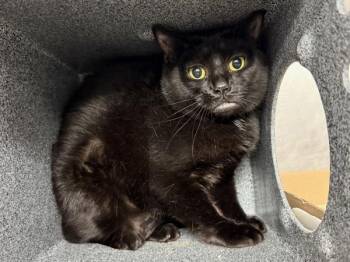 Midnight -  Domestic Short Hair Cat for Adoption in New York, New York - Midnight | PetCurious
