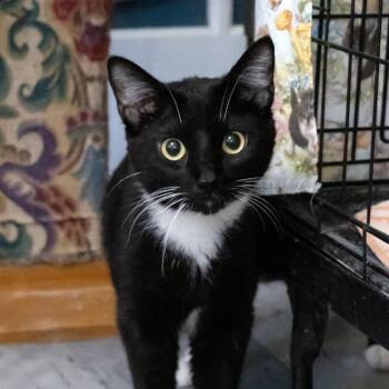Martini -  Domestic Short Hair Cat for Adoption in Mckean, Pennsylvania - Martini | PetCurious