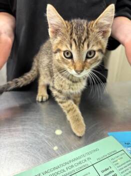 Steven -  Domestic Short Hair Cat for Adoption in Verona, Wisconsin - Steven | PetCurious