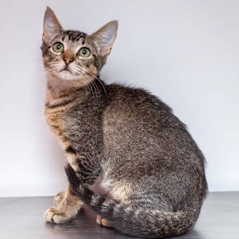 Tiney -  Domestic Short Hair Cat for Adoption in Hattiesburg, Mississippi - Tiney | PetCurious