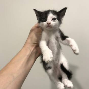 Domestic Short Hair Cats Available for Adoption - Chess | PetCurious