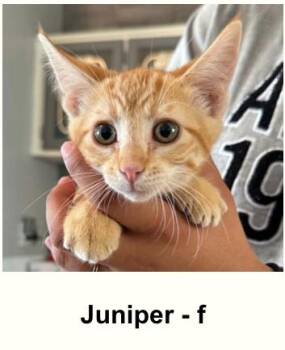 JUNIPER -  Domestic Short Hair Cat for Adoption in Broomfield, Colorado - JUNIPER | PetCurious