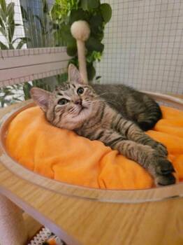 Rescue Bengal and Domestic Short Hair Cats for Adoption in Beaverton, Oregon - WALL-E | PetCurious