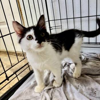 Prince Eric -  Domestic Medium Hair Cat for Adoption in Columbia, South Carolina - Prince Eric | PetCurious