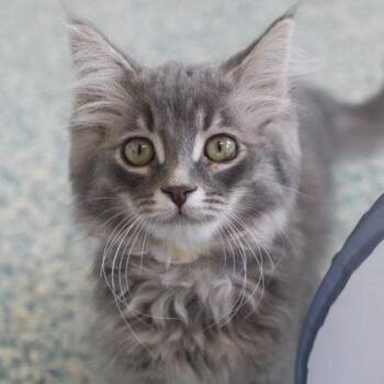 Multigrain -  Domestic Medium Hair and Domestic Short Hair Cat for Adoption in Verona, Wisconsin - Multigrain | PetCurious