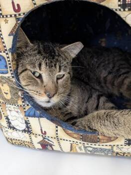 Arthur -  Domestic Short Hair Cat for Adoption in Trenton, New Jersey - Arthur | PetCurious