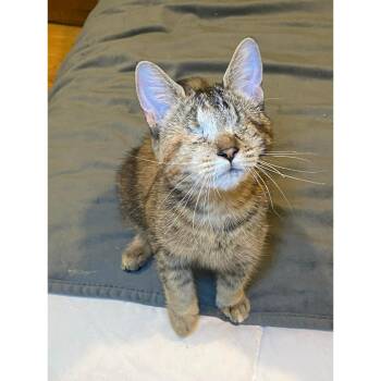 Rescue Dilute Tortoiseshell and Domestic Short Hair Cats for Adoption in Morgan Hill, California - Wolfie | PetCurious