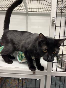 Rescue Domestic Short Hair Cats for Adoption in Youngtown, Arizona - Yin / Yang | PetCurious