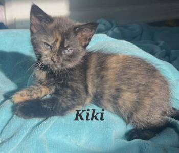 Kiki -  Domestic Short Hair Cat for Adoption in New Cumberland, West Virginia - Kiki | PetCurious