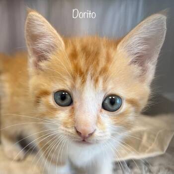 Dorito -  Domestic Short Hair Cat for Adoption in Madisonville, Tennessee - Dorito | PetCurious