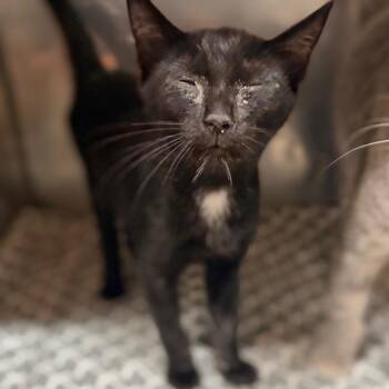 Bumble -  Domestic Short Hair Cat for Adoption in Starkville, Mississippi - Bumble | PetCurious