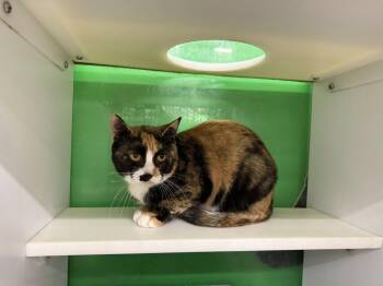 Rescue Calico Cats for Adoption in Cleveland, Ohio - Tamala | PetCurious