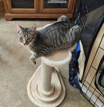 Rescue American Shorthair Cats for Adoption in Marion, North Carolina - ALF | PetCurious