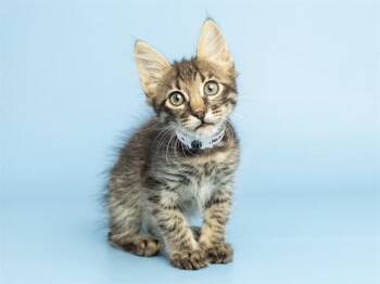 AVERY -  Domestic Medium Hair Cat for Adoption in Phoenix, Arizona - AVERY | PetCurious