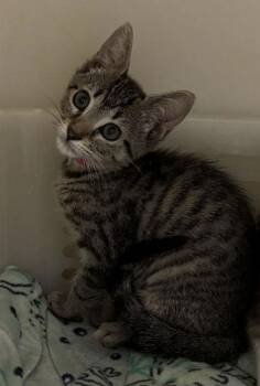 94835A Boots-PetSmart North Charleston -  Domestic Short Hair Cat for Adoption in North Charleston, South Carolina - 94835A Boots-PetSmart North Charleston | PetCurious