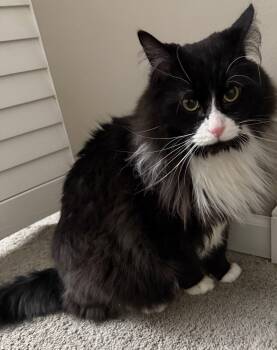 Maine Coon and Domestic Long Hair Cats Available for Adoption in Island Lake, Illinois - Spade | PetCurious