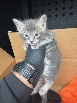 Rescue Domestic Short Hair Cats for Adoption in Camarillo, California - A872095 | PetCurious