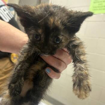 Shelly -  Domestic Short Hair Cat for Adoption in Lufkin, Texas - Shelly | PetCurious
