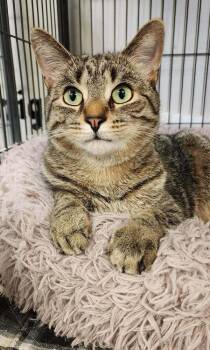 Domestic Short Hair Cats Available for Adoption - Colonel Mustard | PetCurious