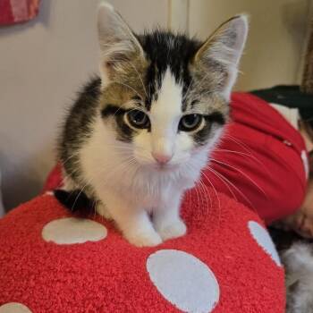 Domestic Short Hair Cats Available for Adoption in Madison, Wisconsin - Banana | PetCurious