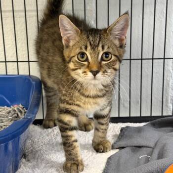 Moo -  Domestic Short Hair Cat for Adoption in Hampton Bays, New York - Moo | PetCurious