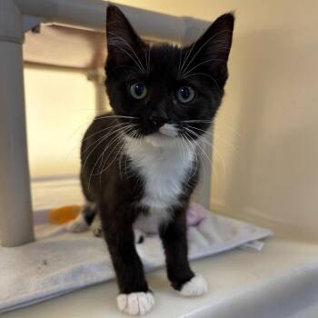 Regina -  Domestic Medium Hair Cat for Adoption in Harrisonburg, Virginia - Regina | PetCurious