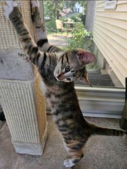 Rosie / Ruth -  Domestic Short Hair Cat for Adoption in Minneapolis, Minnesota - Rosie / Ruth | PetCurious
