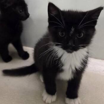 Meatball Jones -  Domestic Short Hair Cat for Adoption in Phoenixville, Pennsylvania - Meatball Jones | PetCurious