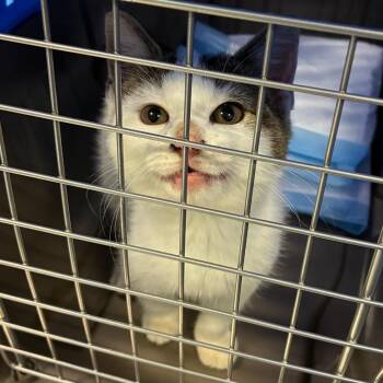 Batgirl -  Domestic Short Hair Cat for Adoption in Greensboro, North Carolina - Batgirl | PetCurious