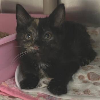 Jinsy - In Foster! -  Domestic Short Hair Cat for Adoption in Flagstaff, Arizona - Jinsy - In Foster! | PetCurious