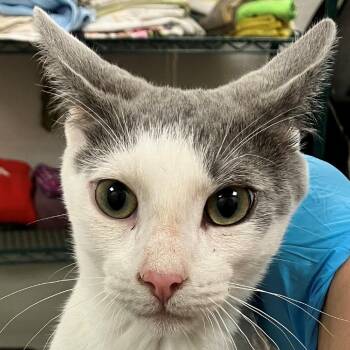 Milo -  Domestic Short Hair Cat for Adoption in Las Cruces, New Mexico - Milo | PetCurious