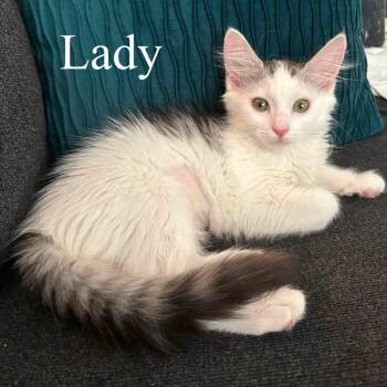 Lady (Bonded with Gaga) -  Domestic Long Hair Cat for Adoption in San Tan Valley, Arizona - Lady (Bonded With Gaga) | PetCurious
