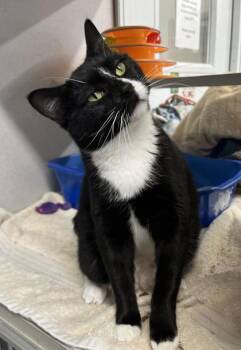 Bomgaars -  Domestic Short Hair Cat for Adoption in Humboldt, Iowa - Bomgaars | PetCurious