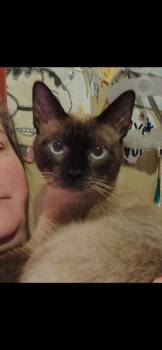 Dumbledore -  Siamese Cat for Adoption in Falmouth, Maine - Dumbledore | PetCurious